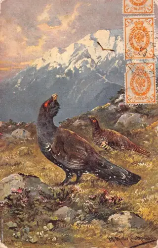 A149 Gemälde 1923 Berge Schwarzer Hahn signiert M Müller Postkarte