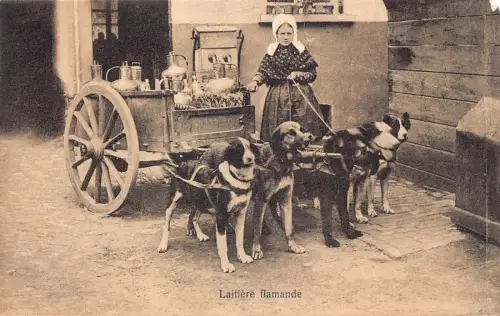 L258 Belgien Laitière Flamande Hunde Vintage Postkarte