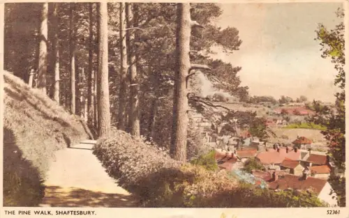 L234 England 1963 Shaftesbury The Pine Walk Trees Vintage Postkarte