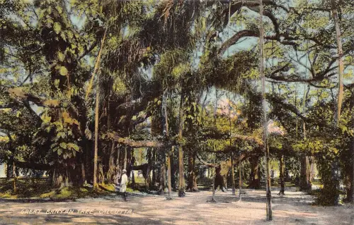 L379 Indien Großer Banyanbaum Kalkutta Vintage Postkarte
