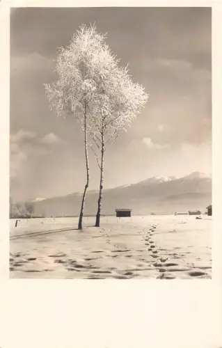 L212 Deutschland Frozen Tree, Spuren im Schnee Berge Vintage Postkarte