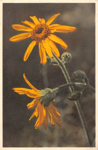 Blumen gelbe Gänseblümchen Arnika Monfana Vintage Postkarte