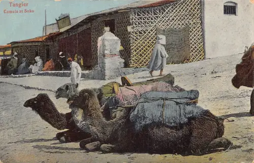 Marokko Tanger Kamele bei Soko Resting Vintage Postkarte