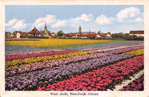 Niederlande West eine Noordwijk binnen Tulpenfeld Vintage Postkarte