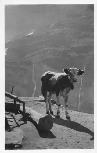 Schweiz Kuh mit Glocke in Bergen Vintage Postkarte