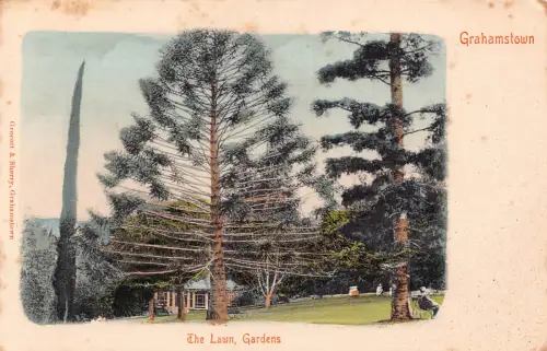 Südafrika Grahamstad Grahamstown The Lawn Gardens Tree Postkarte