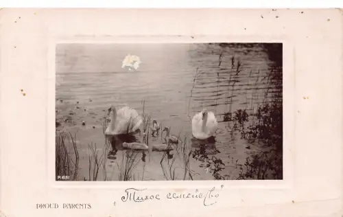 Russland 1909 Stolze Eltern Schwäne und Cygnets am Passepartoutsee Postkarte