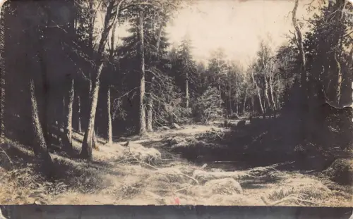 Russland Landschaft der Natur Wald Pinien Fluss Vintage Postkarte