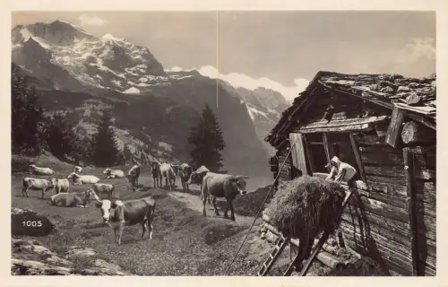 Schweiz Alpwirftschaft Bauernhütte Rinder Kühe Berg Postkarte