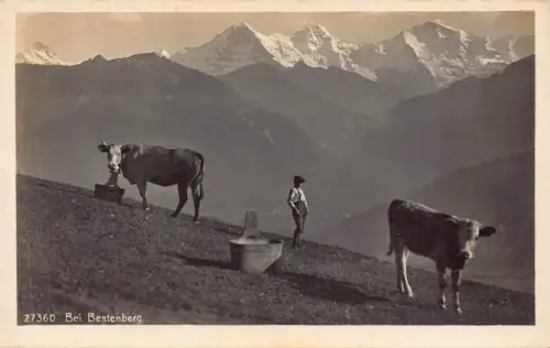 Schweiz Bei Beatenberg Junge Schäfer Kühe Rinderberge Postkarte