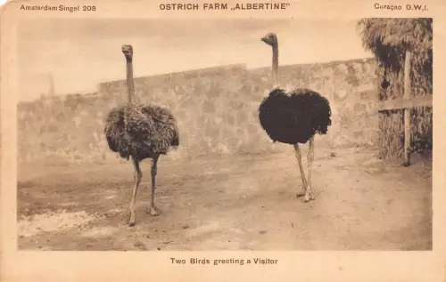 Curacao, Niederländische Antillen Zwei Vögel Gruß Straußenfarm Albertine Postkarte