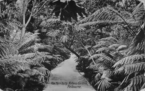 Australien 1913 Fern Gully Botanic Gardens Melbourne Vintage Postkarte