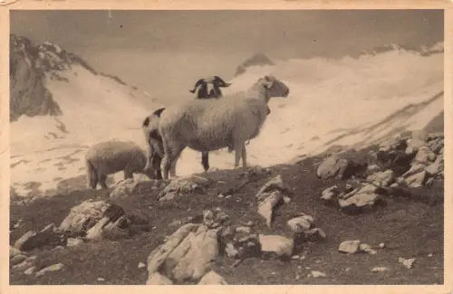L324 Deutschland Auf dem Zugspitzplatt Reintalschafe Schafe Vintage Postkarte