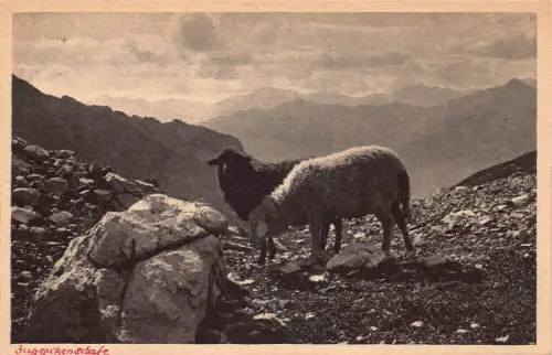 L324 Deutschland Auf der Alm Sommerweide Zugspitzenschafe Schaf Vintage Postkarte