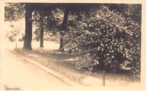 L321 Deutschland Jasmin Blumen im Park Bäume Augsburg RPPC Vintage Postkarte
