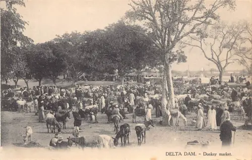 C046 Ägypten Delta Dam Esel Markt Vintage Postkarte