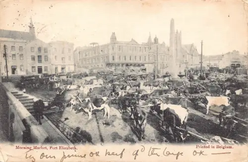 Südafrika 1904 Port Elizabeth Morgenmarkt Rinder Vintage Postkarte