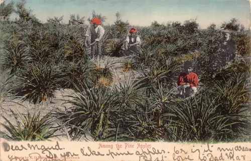 Südafrika 1905 Unter den Ananäpfeln Kinder Junge Arbeiter Vintage Postkarte