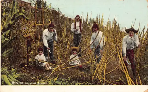 B034 Portugal Madeira Canna de Assuca Bauernkind Vintage Postkarte