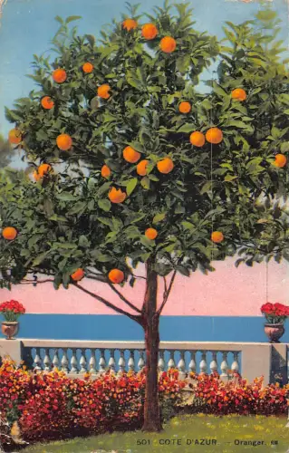 Frankreich 1920 Cote d'Azur Oranger Orangenbaum Vintage Postkarte