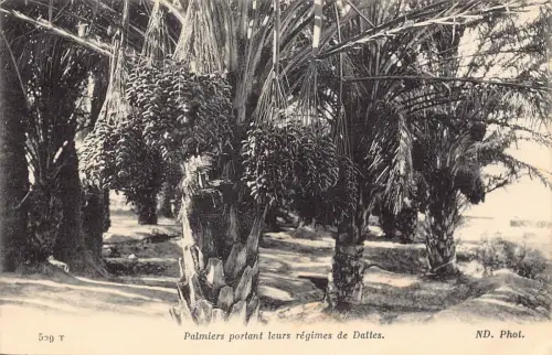 Tunesien Datteln Baum Palmier portant leurs regimes de Dattes Vintage Postkarte