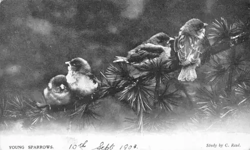 Vögel 1906 Junge Spatzen auf Tannenzweig Vintage Postkarte