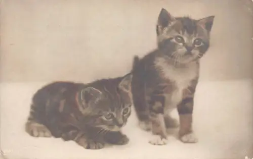 Süßes Tiere Paar Kätzchen Katzen Echt Foto Vintage Postkarte