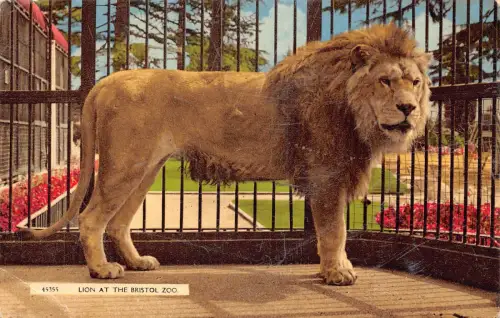 Wilde Tiere Löwe im Bristol Zoo im Käfig Vintage Postkarte