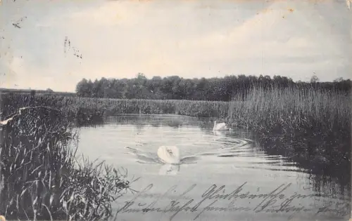 A103 Deutschland 1904 Witzenhausen Fluss Schwäne Vintage Postkarte