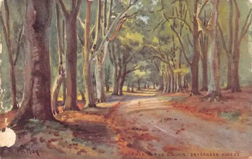 England Avenue to the Column Savernake Forest Art Vintage Postkarte