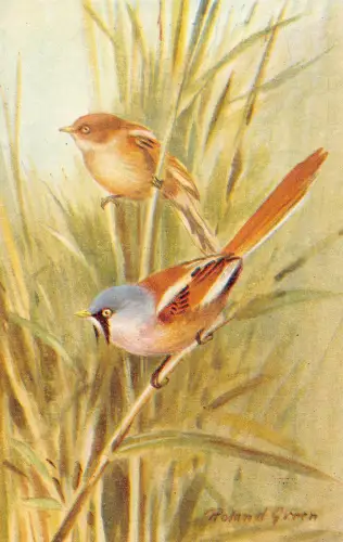Kunst der Vögel Bartmeise Panurus Diarmicus Biarmicus Vintage Postkarte