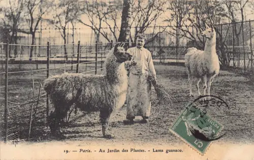 Frankreich Paris 1907 Jardin des plantes Lamas Vintage Postkarte