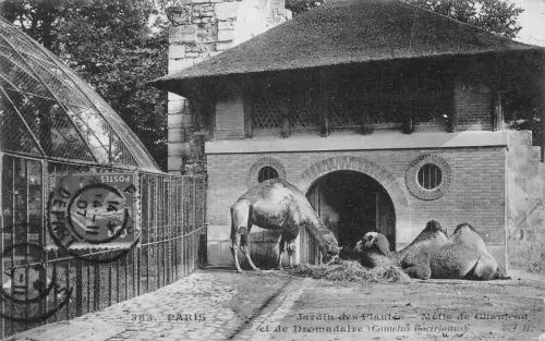 Frankreich Paris 1907 Jardin des plantes Kamele Vintage Postkarte