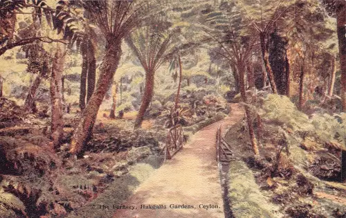 A975 Sri Lanka Ceylon Farnery Hakgalla Gardens Vintage Postkarte