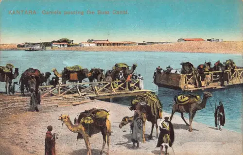 A960 Ägypten Kantara Kamele passieren den Suezkanal Vintage Postkarte