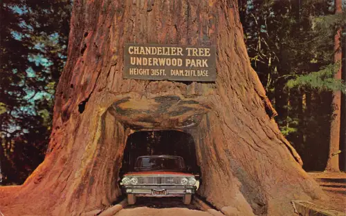 A971 US Chandelier Drive Thru Tree Underwood Park Postkarte