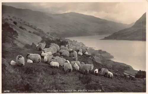 A952 Schottland unter den Hügeln von Bonnie Sheep RPPC Vintage Postkarte