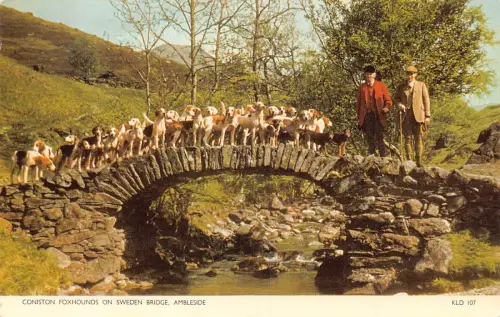 A946 England Coniston Foxhounds Hunde auf Schwedenbrücke Ambleside Postkarte