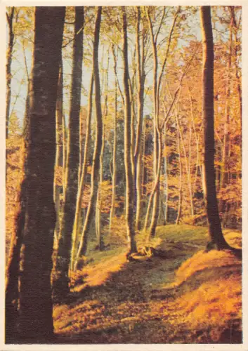 Landschaft Natur Herbst Waldstraße Vintage Postkarte B743