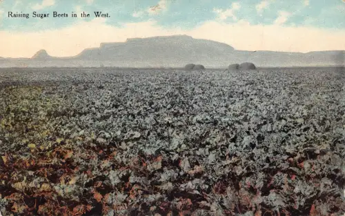 A971 US Zuckerrübenzucht in West Pacific Land & Water Co Vintage Postkarte