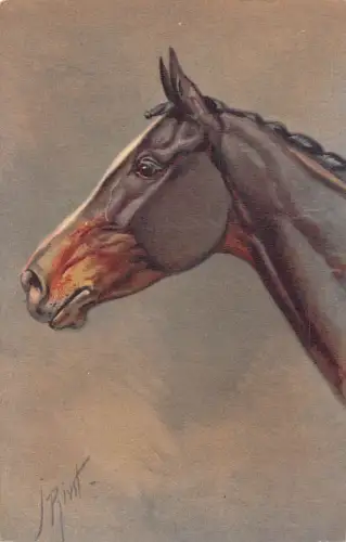 L519 Pferdekopf signiert Rivst Vintage Postkarte