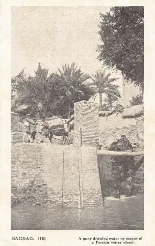Irak Bagdad Pony Wasser schöpfen mittels Persischem Wasserrad Vintage Postkarte