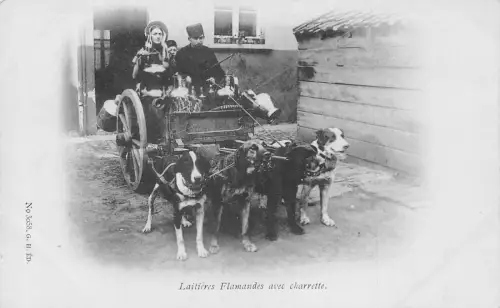 Flämisches Milchmädchen Laitiere Flamande Hunde gezogener Wagen Vintage Postkarte