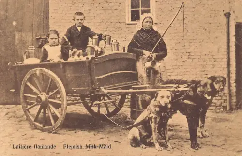 Flämische Milchmädchen Hunde gezogen Wagen Kinder Vintage Postkarte