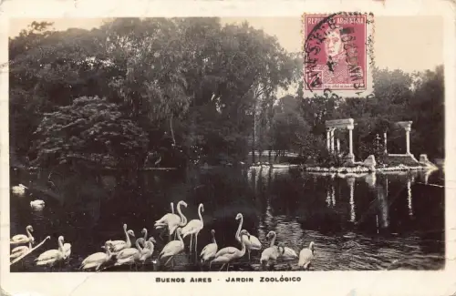 L361 Argentinien Buenos Aires Jardin Zoologico Teich Flamingo Vögel Postkarte