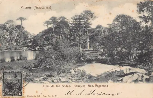 L359 Argentinien 1905 Pinares Araucarias Junin de los Andes Neuquen Bäume Postkarte