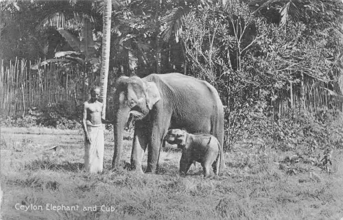 Ceylon Sri Lanka Elefant und Jungtier Hemdloser Mann Ethno Vintage Postkarte