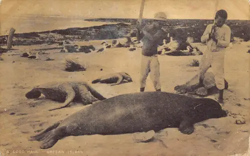 L523 Hawaii Laysan Island Good Haul Fischer töten Robben Vintage Postkarte