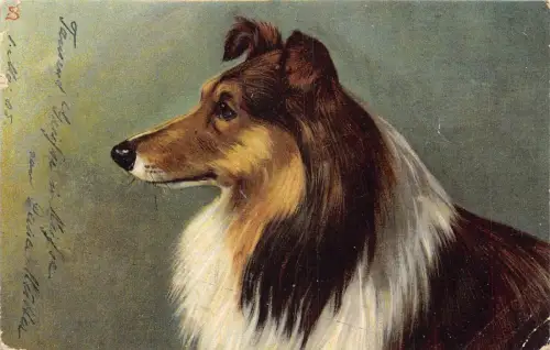 A125 Künstlerkarte 1905 Hunderasse Coolie braun-weiß Vintage Postkarte