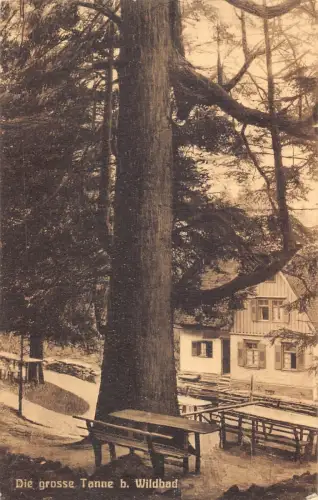 L216 Deutschland Die Große Tanne b Wildbad Tischbank hoher Baum Vintage Postkarte
